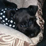 valentino ace stephens - @valentinotheschnauzer - Instagram