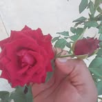 Ada Cortez - Facebook