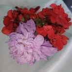 Ada Huerta - Facebook