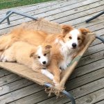 Kaiser And Ada - @thelifeofkaiserandada - Instagram