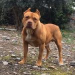 pitbull ceyhan - @bitbul_kangal_adana - Instagram