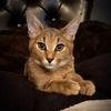JandaKeenan - @emerald_exotic_cats - TikTok