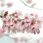Ada Kwok - @ada.kwok.9809 - Instagram
