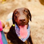 A D A 🧚‍♀️ - @ada.the.labrador - Instagram