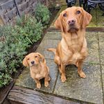 Ada & Nancy - Red Fox Labrador Sisters 🧡 - @foxredlab_sisters - Instagram