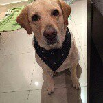 Ada Rogatto - @ada_labradora - Instagram