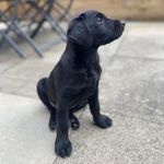 Ada the Labrador Retriever - @black.lab.ada - Instagram