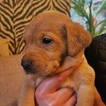 @ada_theredfoxlabrador - Instagram