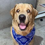 Adam Gonzalez - @adam_labrador - Instagram
