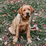 Adams Labrador Retrievers - @adamslabradorretrievers - Instagram