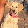 Adão Labrador - @adaolabrador - TikTok