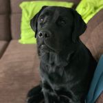 Adar - @adar_labrador - Instagram