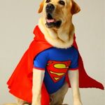 Labradora da Justiça - @labradoradajustica - Instagram