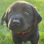 @labradorlife.ada - Instagram