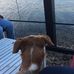 Ada Ciganlija lake and Promenade, Belgrade - Facebook