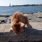 S. - @adalarinaptinismet - Instagram