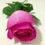 Adalayne Lisboa - @adalaynelisboa - Instagram