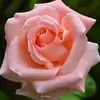 user9262754625647 - @fernadalemus - TikTok