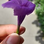 范春华 - @adaoliver748 - Instagram