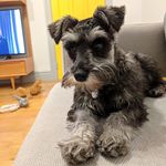 Ada Osborne - @ada_minischnauzer - Instagram