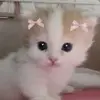 Chelseacutecat🎀🌸💝 - @adaosorio90 - TikTok