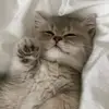 В поисках фд - @ada__apotter - TikTok