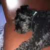 .AdamPeachey - @.adampeachey - TikTok