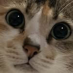 Ada Poon - @ada._.flyflycat - Instagram