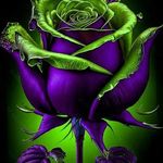 Ada Puente - @akpsmile4me - Instagram