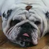 BrunosBunnies - @adaray7261 - TikTok