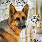 Ada Rose - @ada_gsd617 - Instagram