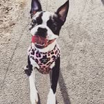 Ada Rose the boston terrier - @ada.theboston - Instagram