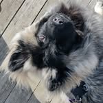 Ada - @ada.rufflace - Instagram