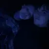 ️ - @adam_stewart189 - TikTok