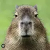 lech poznan kibic - @adatarnowski - TikTok