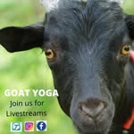 Ada Tate - @black_goat_yoga - Instagram
