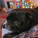 Ada Reg Tucker - @pugswayoflife - Instagram