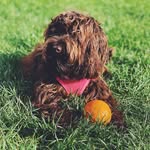 Ada Urban - @adadachocapoo - Instagram