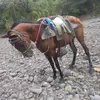 José Ada Valdivia - @voprzynlv - TikTok