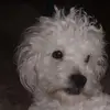 Ada Vargas - @ada.vargas8 - TikTok