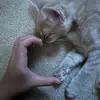 Ada - @adaxu777 - TikTok