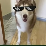 Roxy is cool - @adamamer47 - Instagram