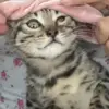 Adam Harling - @adam.harling - TikTok