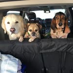 Micki and Adam Ashurst - @bdchdogwalking - Instagram