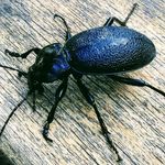 Adam Augustyn - @adam.augustyn66 - Instagram