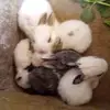 Adam Bak - @adam.bak25 - TikTok