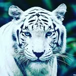 Адам Балхаев - @adam.balkhaev - Instagram