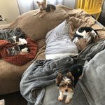 Adam Bartel - @active_dogs_of_houston - Instagram