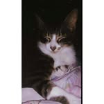 Dam 🐱💙 - @adam_bartolomeu_goncalves - Instagram