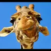 Adam Basham375 - @fried.chicken690 - TikTok